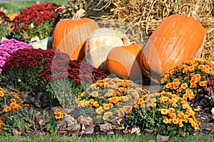 Groups of Fall Chrysanthemums with Pumpkins