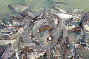 Groups of fish in the river in front of temple in Thailand.
