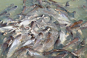 Groups of fish in the river in front of temple in Thailand.