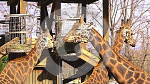 Groups of giraffes in Zoo park Bursa, Turkey.