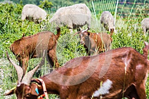 Groups of goats with kid goat on the meadow