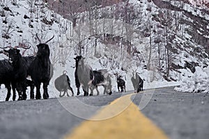 Groups of goats walking at asphalt road,