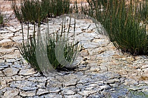 Groups of Grasses in Baren Environment photo