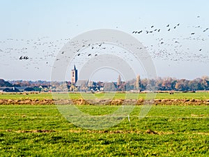 Groups of greylag and white-fronted geese flying over meadows in polder Eempolder and church of Eemnes, Netherlands