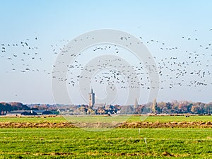 Groups of greylag and white-fronted geese flying over meadows in polder Eempolder and church of Eemnes, Netherlands
