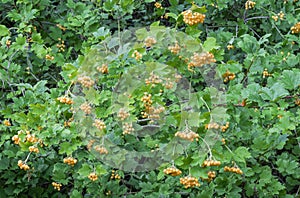 Groups of hanging yellow berries of the Yellow-fruited Guelder Rose, Viburnum opulus `Xanthocarpum`, backed by green foliage.