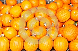 Groups of large, local, pumpkins