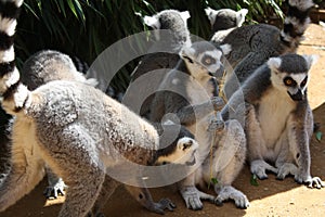 Groups of lemurs sit in the shade holding a stick