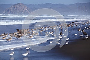 Groups of Long-billed curlew and Sanderling stand on a beach