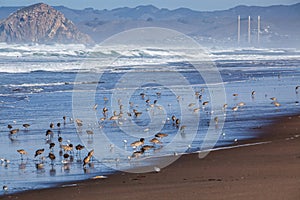 Groups of Long-billed curlew and Sanderling stand on a beach
