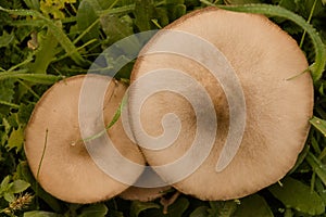 A groups mushroom toadstool macro on the grass in autumn