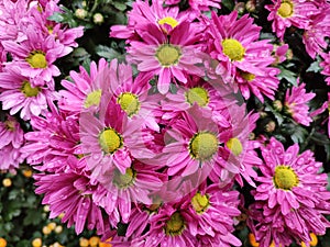 Groups of pink chrysanthemum flowers with yellow stamens blossoms