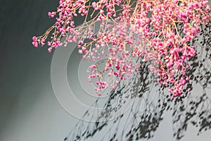 Groups of pink Gypsophila on wall