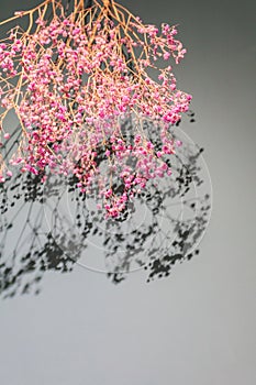 Groups of pink Gypsophila on wall