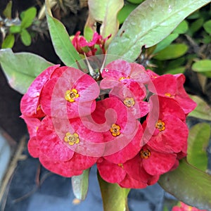 Groups of Red Flowers in garden of Kangra Distt. Himachal  pradesh India 10