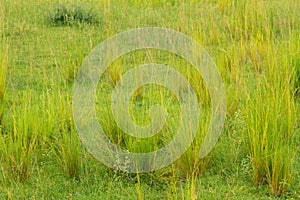 Groups of Savannah Grasses