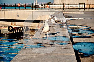 Groups of seagulls in shore of Kadikoy, photo