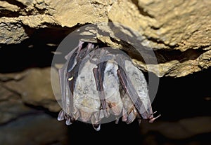 Groups of sleeping bats in cave