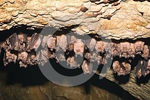 Groups of sleeping bats in cave