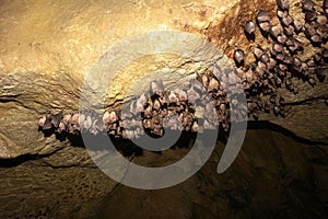 Groups of sleeping bats in cave