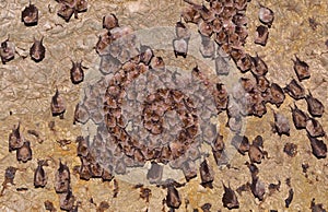 Groups of sleeping bats in cave