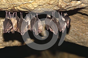 Groups of sleeping bats in cave - Lesser mouse-eared bat Myotis blythii and Rhinolophus hipposideros - Lesser Horseshoe Bat