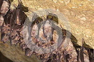 Groups of sleeping bats in cave - Lesser mouse-eared bat Myotis blythii and Rhinolophus hipposideros - Lesser Horseshoe Bat