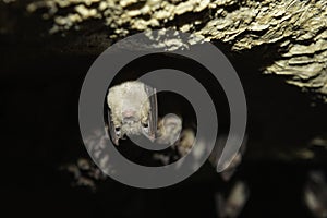 Groups of sleeping bats in cave - Lesser mouse-eared bat Myotis blythii and Rhinolophus hipposideros - Lesser Horseshoe Bat