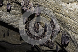 Groups of sleeping bats in cave - Lesser mouse-eared bat Myotis blythii and Rhinolophus hipposideros - Lesser Horseshoe Bat