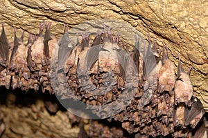 Groups of sleeping bats in cave - Lesser mouse-eared bat Myotis blythii and Rhinolophus hipposideros - Lesser Horseshoe Bat.