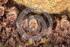 Groups of sleeping bats in cave