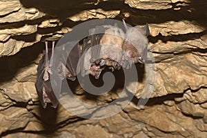 Groups of sleeping bats in cave - Lesser mouse-eared bat Myotis blythii and Rhinolophus hipposideros - Lesser Horseshoe Bat.