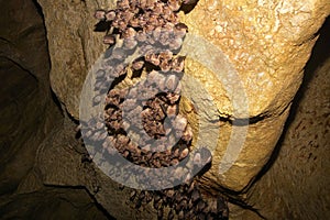 Groups of sleeping bats in cave - Lesser mouse-eared bat Myotis blythii and Rhinolophus hipposideros - Lesser Horseshoe Bat.