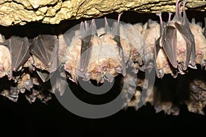 Groups of sleeping bats in cave - Lesser mouse-eared bat Myotis blythii and Rhinolophus hipposideros - Lesser Horseshoe Bat.