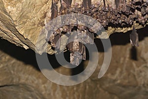 Groups of sleeping bats in cave