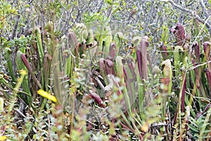 Groups of tall Okefenokee Hooded Pitcher Plants on Chesser Prairie