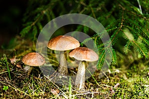 Groups of three boletes mushrooms