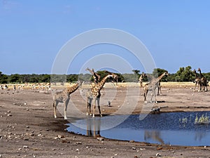 Groups of ungulates at waterhole, Etosha, Namibia