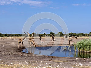 Groups of ungulates at waterhole, Etosha, Namibia photo