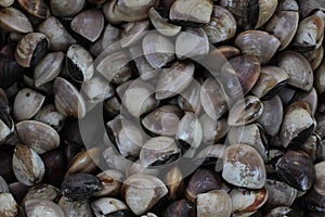 Groups of virgin clams
