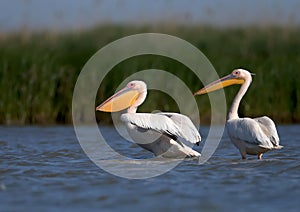 Groups of white pelicans