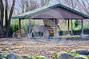 Groups of zebras on the soil and under the shady spot