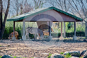 Groups of zebras on the soil and under the shady spot