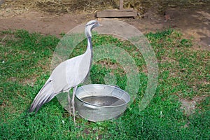 Grous anthropoides stands on farm drinking water from zinky basin