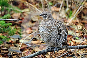 Grouse