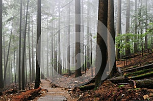 Grouse Grind Hiking Trails