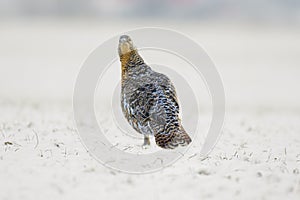 a grouse hen on a snowy forest in winter