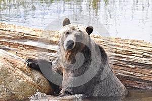 Grouse Mountain Grizzly bear portrait, Vancouver, British Columbia, Canada.