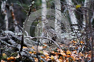 Grouse Northwest Territories