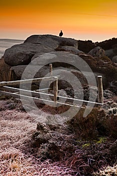 Grouse on the rocks at sunrise